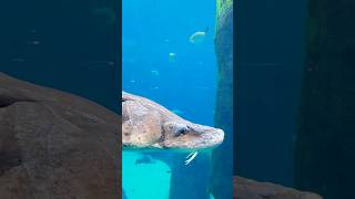 Big Old Sturgeon #biodome #mtl