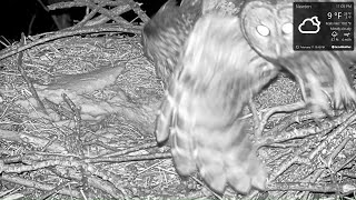 uzbrukums ūpītei Bonijai.  17.02.2021 /Farmer Derek - Great Horned Owls/