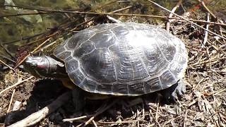 Черепаха на отдыхе - загорает, плавает. 10 Апреля #Turtle on the #lake - #tans, #swims, relaxes/