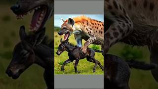 Hunter hyena attack on a baby foal😭#horse #foal #hyena #wildlife #animalbattle #unity #success