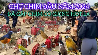 CHỢ CHIM CẢNH PHIÊN ĐẦU NĂM 2024 GẶP LUÔN CHIM ĐỘT BIẾN 600K CẢ CHỢ ĐẾN XEM