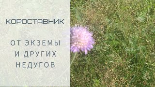 Короставник полевой: при дераматите и экземе