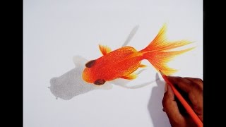 Drawing A Gold Fish -- Faber castell polychromos pencils.