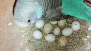 Budgrie sounds for lonely budgies #birds #sound #budgrie