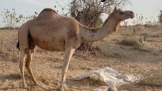 Two Hours ago female camel giving birth baby camel|| Camel baby in desert.||