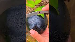 fruits cutting #fruit #cutting #cuttingfruit #shorts #youtubeshorts