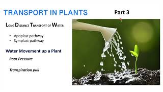 Part 3: Transportation in plants| apoplast and symplast | Root pressure and transpiration