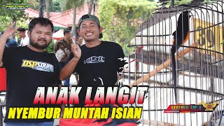 MURAI BATU ANAK LANGIT NYEMBUR MUNTAH ISIAN