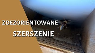 Zdezorientowane szerszenie - usuwanie gniazda szerszeni  - likwidacja gniazda - gniazdo szerszeni