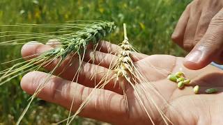 Wheat growth stages | seeds of wheat plant | life cycle of wheat | new seeds of wheat plant 2020