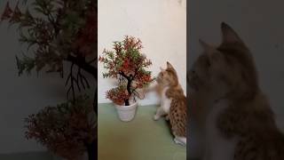 Cute cat and sparrow #viral #2024