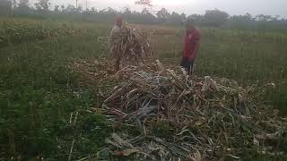 Meliput Mencari Tebon Jagung