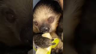 Sloth eats dinner too 😁