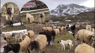 DOÇKA ÇOK İYİ KURT’A GİDER KOYUNLARA SALDIRAN DOÇKA KOYUN KÖPEĞİ OLDU