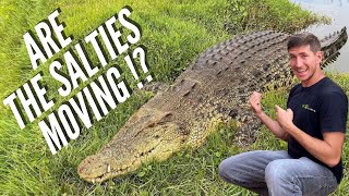 What's Happening With Our 14 FOOT CROCODILE!?!?