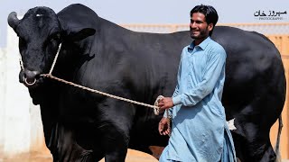 MASHAALLAH BIGGEST BLACK BULL IN PAKISTAN AT MANI CATTLE FARM