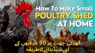 How To Make Small Poultry Shed At Home | Low Cost Shed Of Golden Misri on Rooftop |