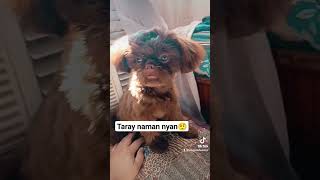 Taray naman nakatapat na nga sa Aircon #doglover #dogsoftiktokviral #shitzu #cutedog