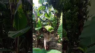 The Most Satisfying Banana Cutting & Harvesting