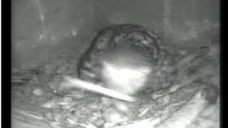 Little Owl Nestbox Camera