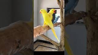 #foryou #lovebirds #viralvideo #birds #parrotspeak #lovesigns #viralshort