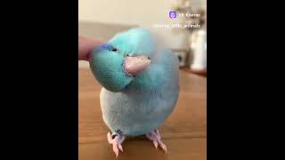 Милый попугайчик❤️ #shorts #funny #parrot #birds #animals #love #music #memes #попугай