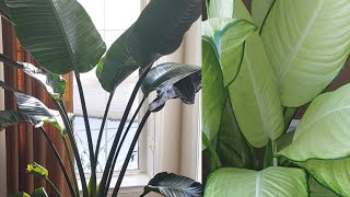 House Plants Update Part 1 [Zone 7B Gardening]