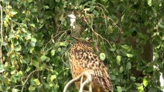 Eagle Owl: bubo bubo,Uhuline wird mal wieder vom Eichelhäher gehaßt , am 18.Juni 2011.