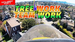 Tree Work Team Work