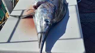 A Nice Blue Marlin for Dinner from Oahau Sportfishing Charters