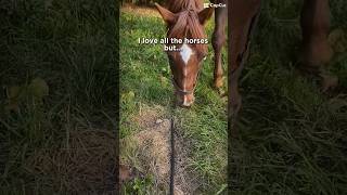 I love all the horses but…