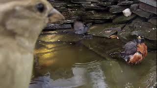 Pond Wildlife