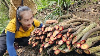 Harvesting traditional medicine ( blood tonic tree ) goes to market sell | Ly Thi Tam