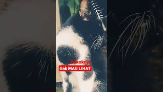 GAK MAU LIHAT #shorts #kucing #kucinglucu #kucingimut #kucingkampung #viral #cats #istanalokajaya