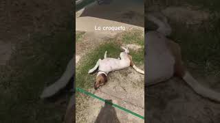 Técnica croqueta #perro #perrito #perrete #perrobingo #jackrusell #juegos #croqueta #disfrutando