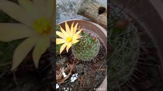 Yellow Cactus flower