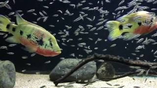 WC Hemichromis Fasciatus pair with fry update 12.28.2016 - Havoc & Widow