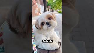 Shih Tzu are Small Dog #dog #amimals #animals #dogbreed