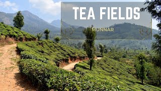 Tea Field Visit - Munnar, Kerala |  4K UHD 10bit HDR10