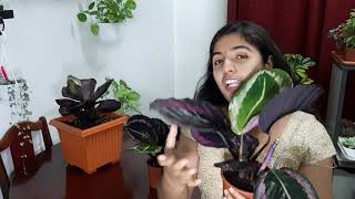 Calathia roseopicta dottie plant care(malayalam)