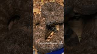 #shorts #crotalus Speckled Rattlesnake