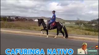 CAFUNRINGA NATIVO VENDIDO #mangalargamachador/#mangalargadobrasil/#mangalargadeelite/#viral_video