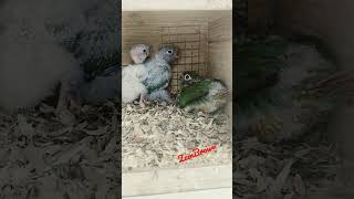 January 9, 2022 green cheek conure baby