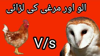 Owlu Aur Murghi Ki Ladai |Owl and chicken fighting |Hasnain Qaisar