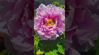 It's Gardening Time ~ Big Bloom Tree Peonies #gardening #flowers #home #spring2024