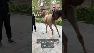 #الخيل#علي_الحلقي