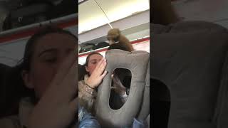 Sleeping On The Plane tiktok lashtechliv1