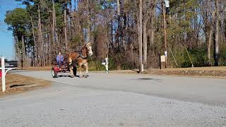 Belgian Gelding  Driving