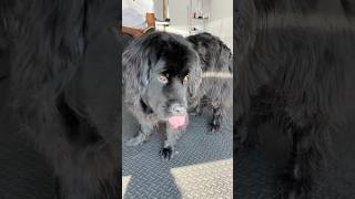 Meet the Newfoundland: A gentle giant with a heart of gold! 🐾❤️#NewfoundlandDog #gentlegiant