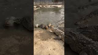 Working every day ! You need this job , Feeding to crocodile at farm #crocodile #short EP24